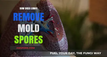 How Lungs Naturally Filter and Eliminate Mold Spores from Air