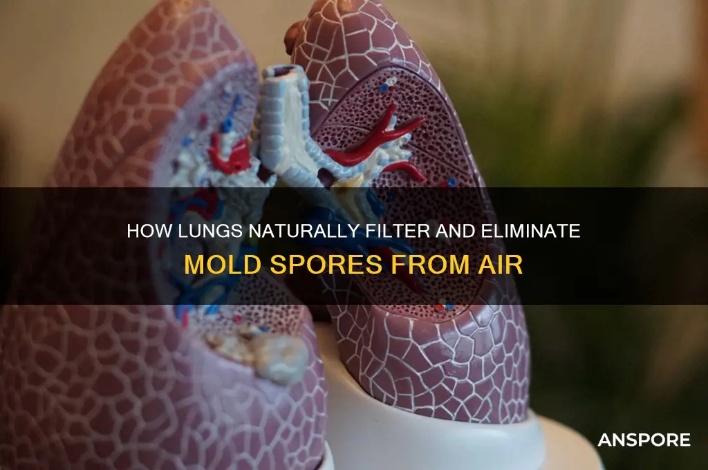 how does lungs remove mold spores