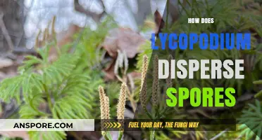 Lycopodium's Unique Mechanism for Efficiently Dispersing Spores Explained