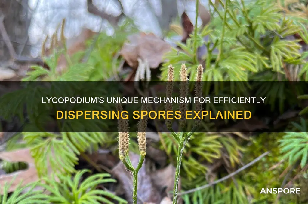 how does lycopodium disperse spores