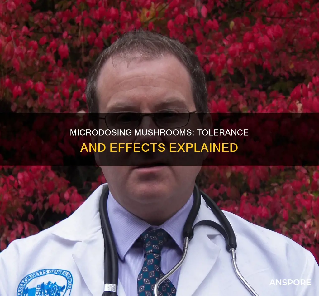 how does microdosing mushrooma effect tolerance