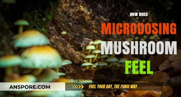 Microdosing Mushrooms: A Guide to the Sensations and Effects