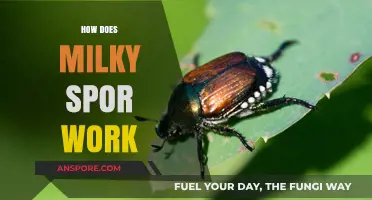 Understanding Milky Spore: How It Works to Control Japanese Beetles