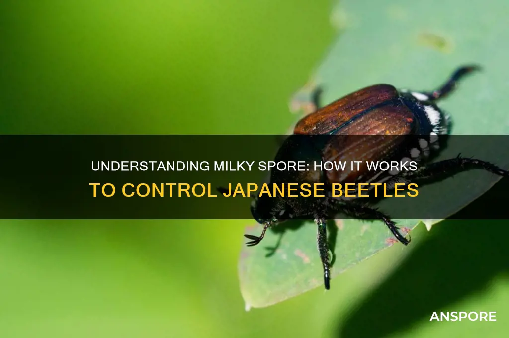 how does milky spor work