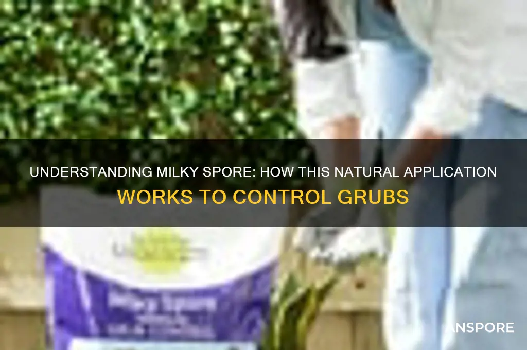 how does milky spore application work