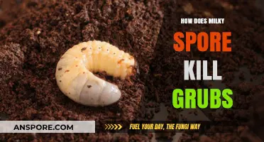Milky Spore: How This Natural Bacteria Eliminates Grubs Effectively