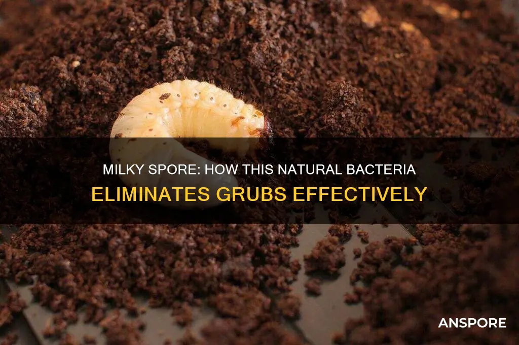 how does milky spore kill grubs