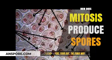 Mitosis and Spore Formation: Unraveling the Cellular Process Behind Sporulation