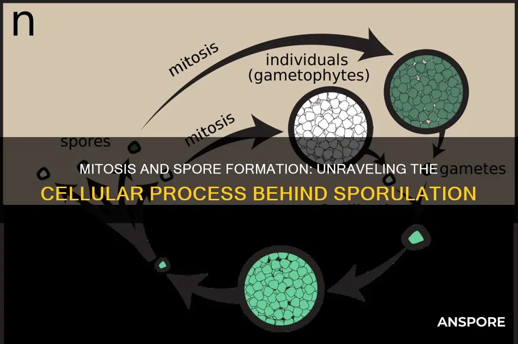 how does mitosis produce spores