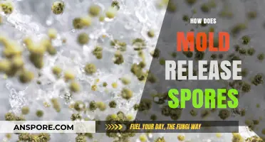 Understanding Mold's Spore Release Mechanism and Its Impact on Health