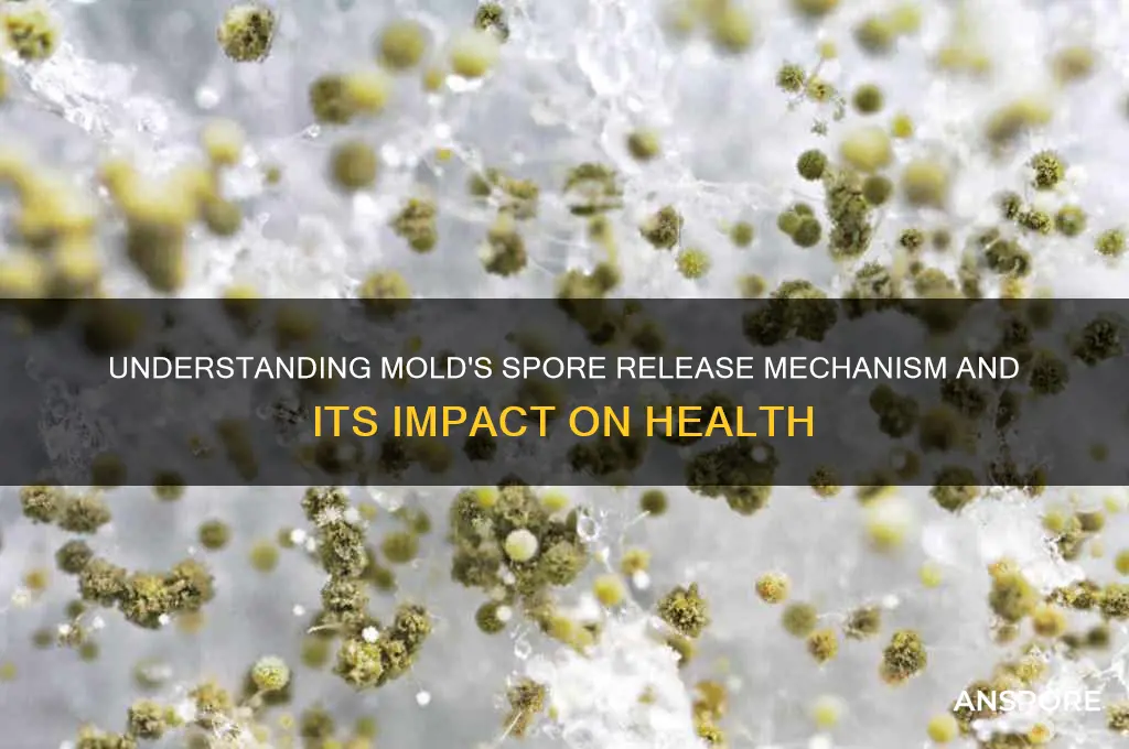 how does mold release spores