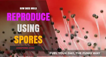 Understanding Mold Reproduction: The Role of Spores in Growth and Spread