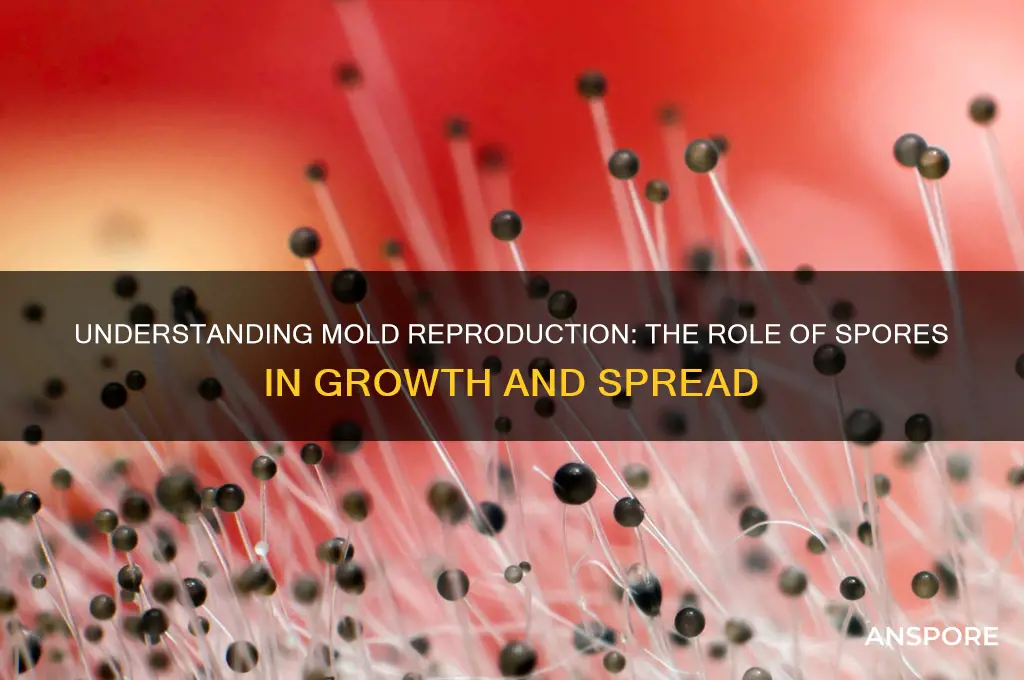 how does mold reproduce using spores