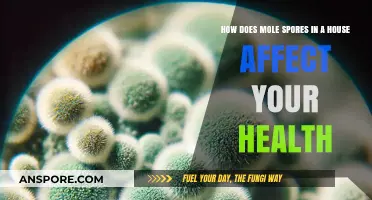 Mold Spores in Homes: Hidden Health Risks and Prevention Tips