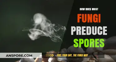 Understanding the Fascinating Process of Fungal Spore Production and Dispersal