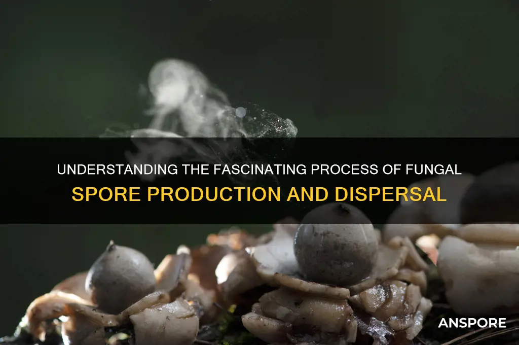 how does most fungi preduce spores
