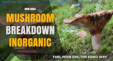 Mushrooms: Nature's Inorganic Decomposers