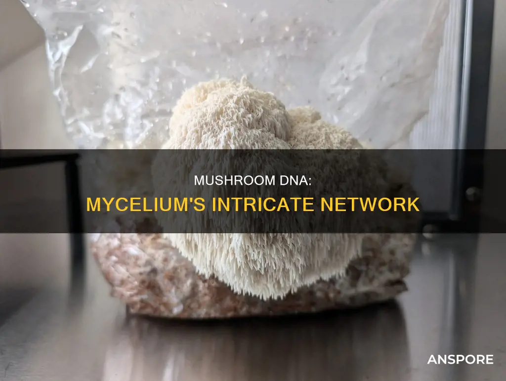 how does mushroom dna work mycelium