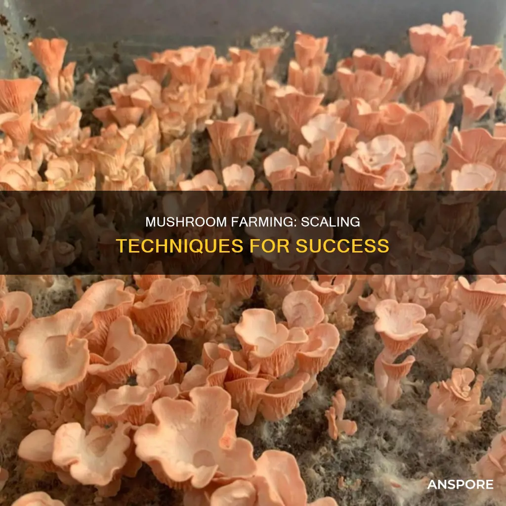 how does mushroom farming scale