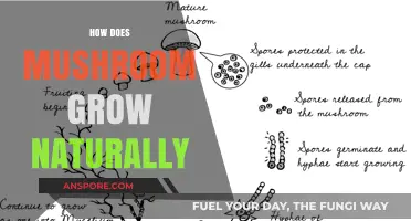 The Natural Growth Process of Mushrooms: A Fascinating Journey