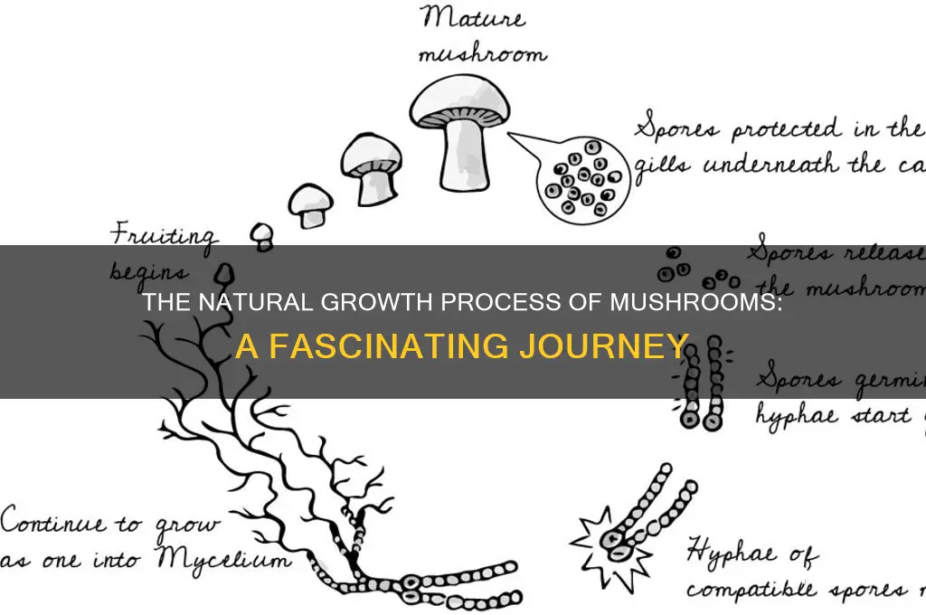 how does mushroom grow naturally