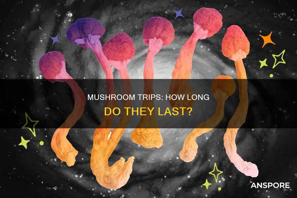 how does mushroom high last