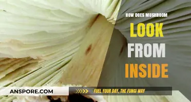 Mushroom Anatomy: A Look Inside