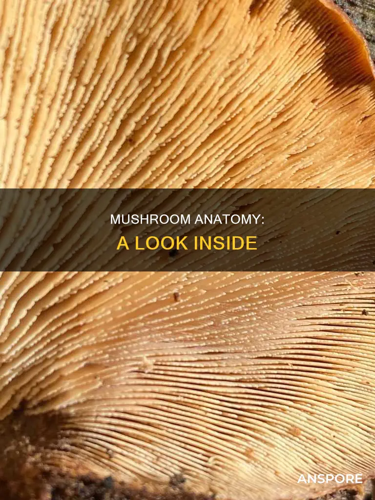 how does mushroom look from inside