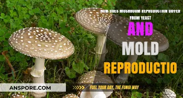Mushroom, Yeast, and Mold: Unique Reproduction Strategies