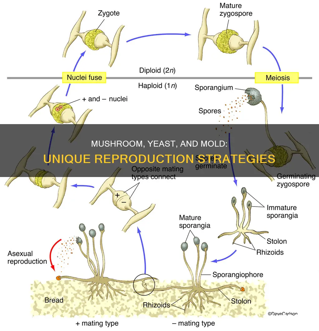 how does mushroom reproduction differ from yeast and mold reproduction