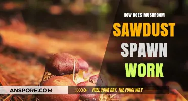 Mushroom Magic: Understanding Sawdust Spawn Power