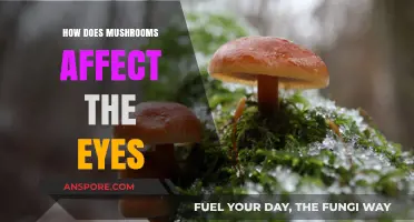 Mushrooms: Vision Benefits and Risks