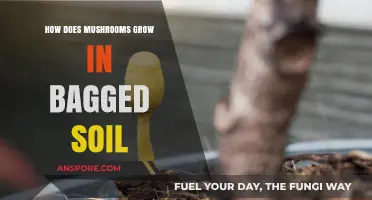 Growing Mushrooms in Bagged Soil: A Step-by-Step Cultivation Guide