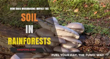 Mushrooms: Rainforest Soil Superheroes?