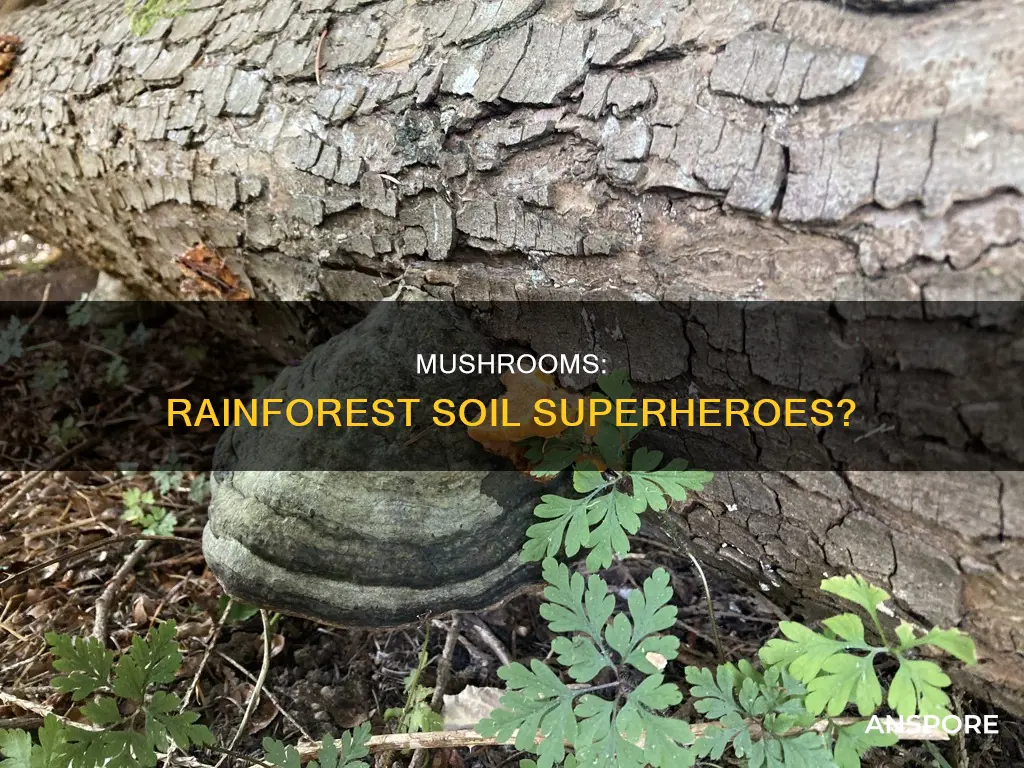 how does mushrooms impact the soil in rainforests