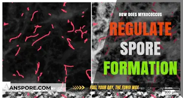 Myxococcus Spore Formation Regulation: Mechanisms and Environmental Triggers Explained