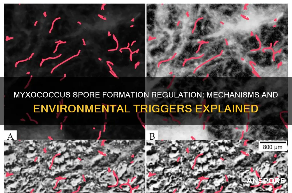 how does myxococcus regulate spore formation