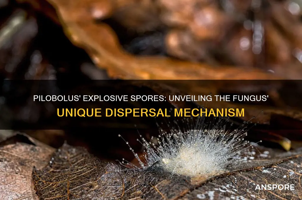 how does pilobolus disperse spores