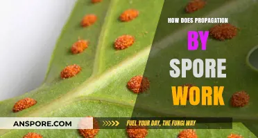 Understanding Spore Propagation: A Simple Guide to Plant Reproduction