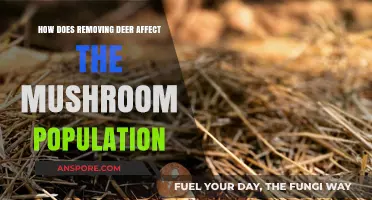 Impact of Deer Removal on Mushroom Populations