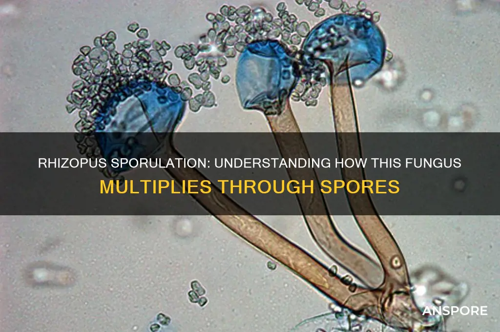 how does rhizopus multiply by spores