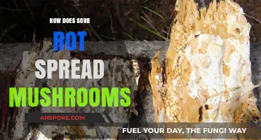 Mushroom Sour Rot: How Does It Spread?
