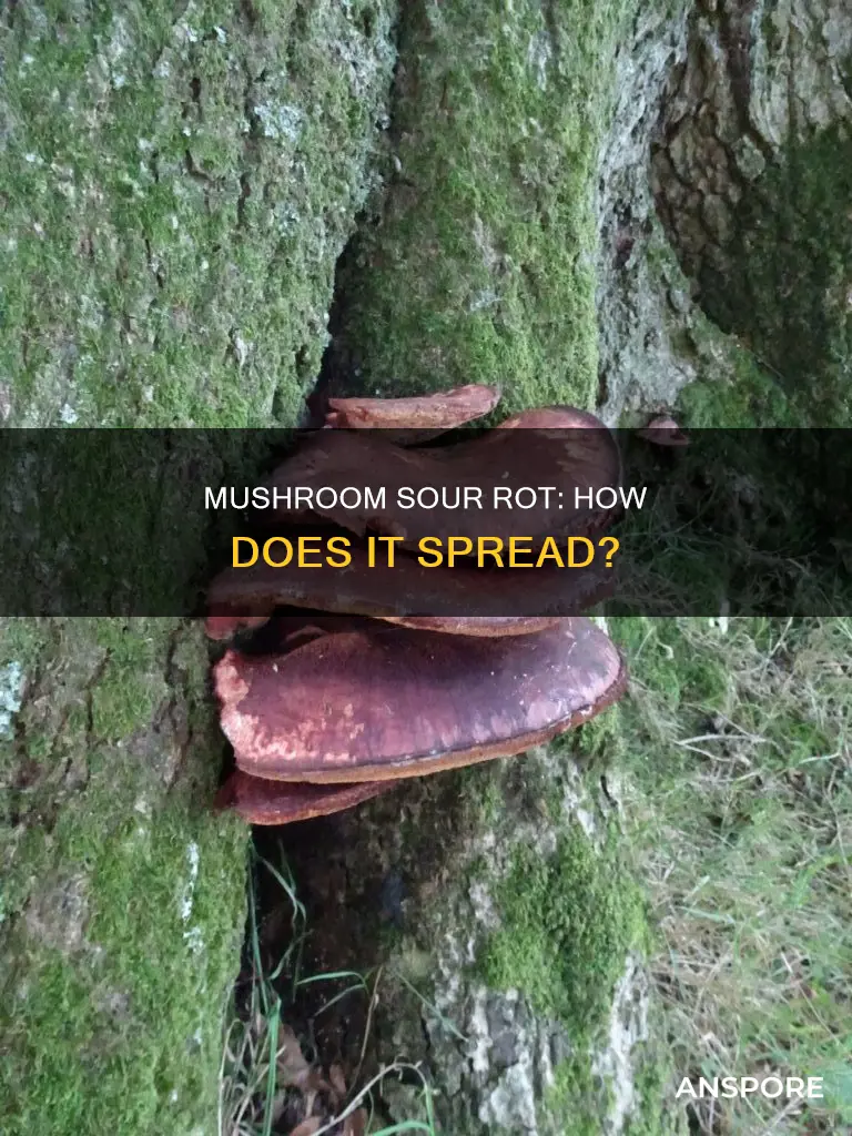 how does sour rot spread mushrooms