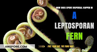 Mechanisms of Spore Dispersal in Leptosporangiate Ferns Explained