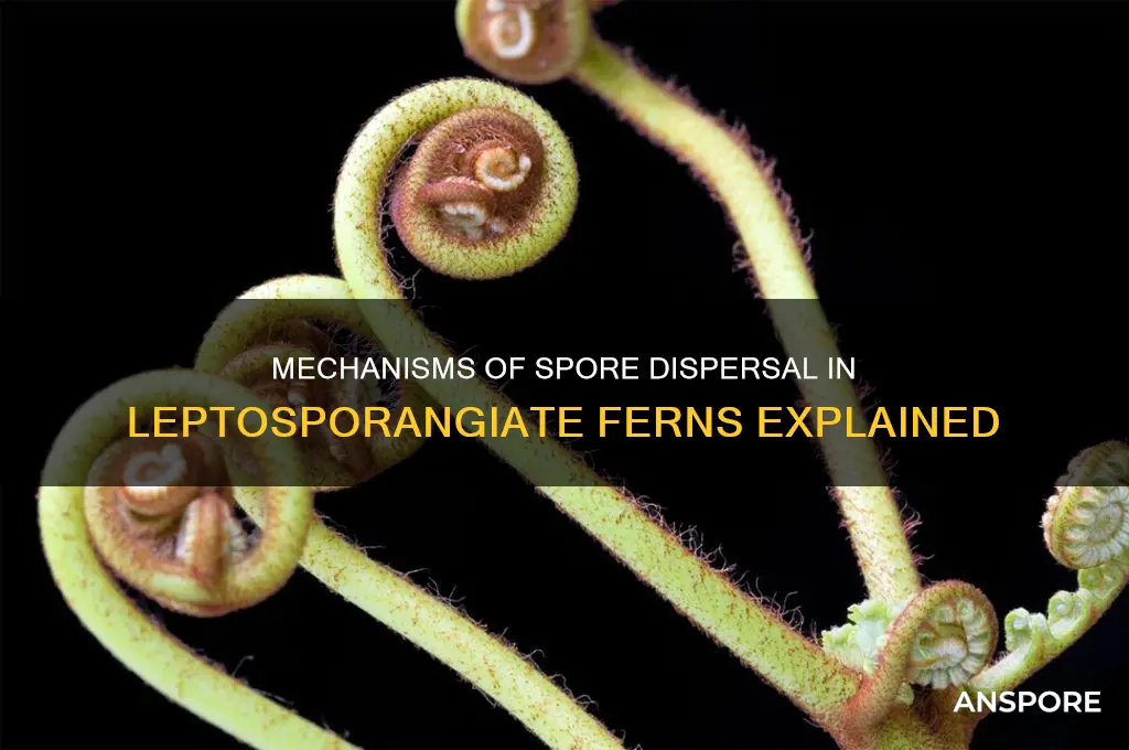 how does spore dispersal happen in a leptosporangiate fern