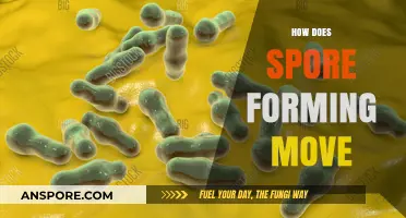 Understanding Spore Formation: Mechanisms and Movement Explained Simply