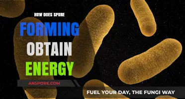 Spore-Forming Bacteria: Unlocking Energy Acquisition Strategies for Survival