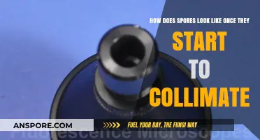 Collimating Spores: Visualizing Their Unique Transformation Under Microscopy