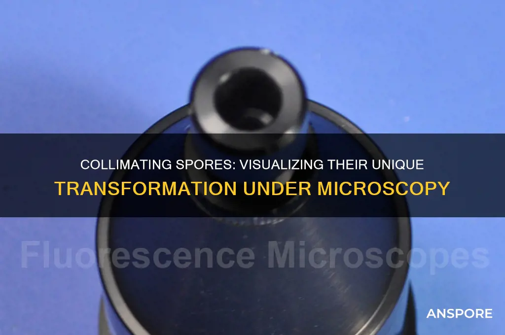 how does spores look like once they start to collimate