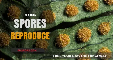 Unveiling the Fascinating Process of How Spores Reproduce and Thrive